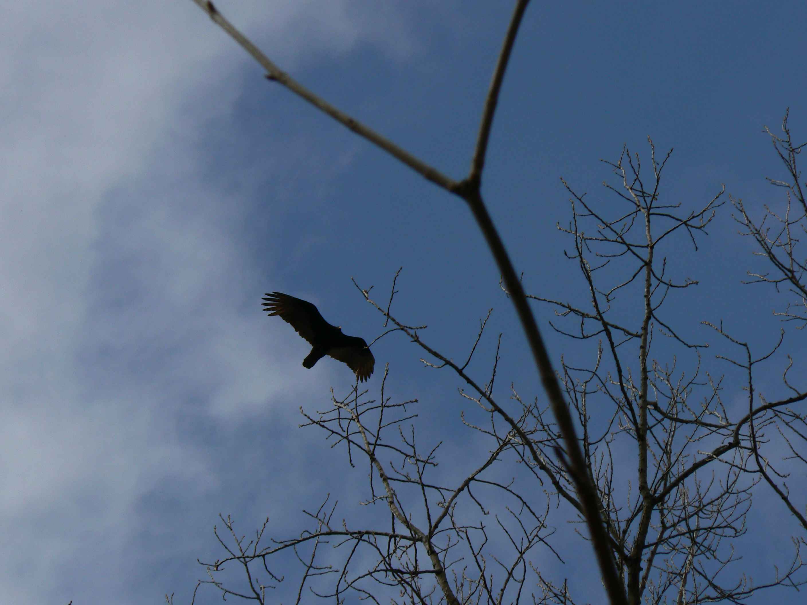 Hawk