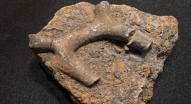 fossil